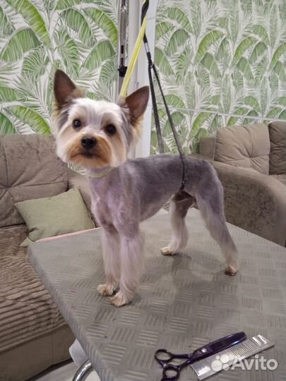 Ищет невесту