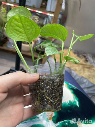 Сциндапсус