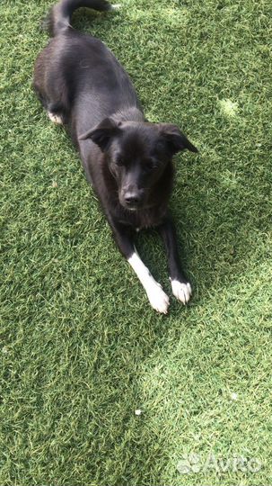 Щенки родились 7.08 папа русский той