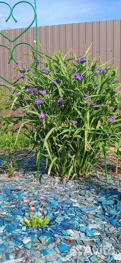 Традесканция