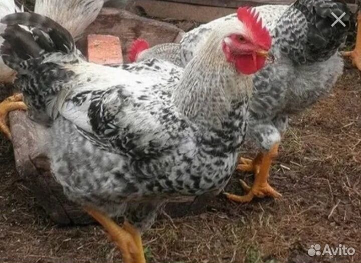 Продам петушков 3 мес