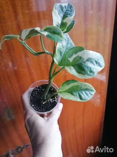 Сциндапсус н джой