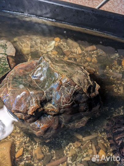 Симбирцит 12 кг. 600 гр