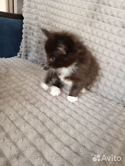 Котята мейн кун