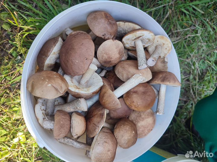 Грибы подберёзовики