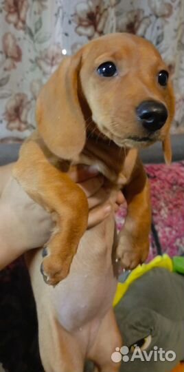 Щенки таксы