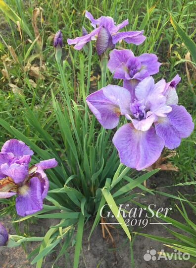Ирисы сибирские