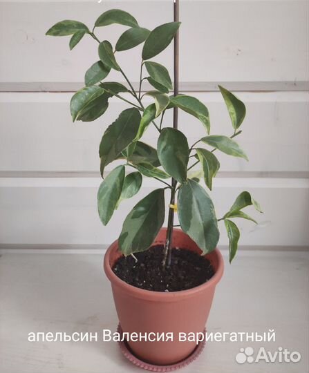 Цитрусовые растения