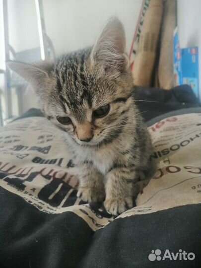Котёнок