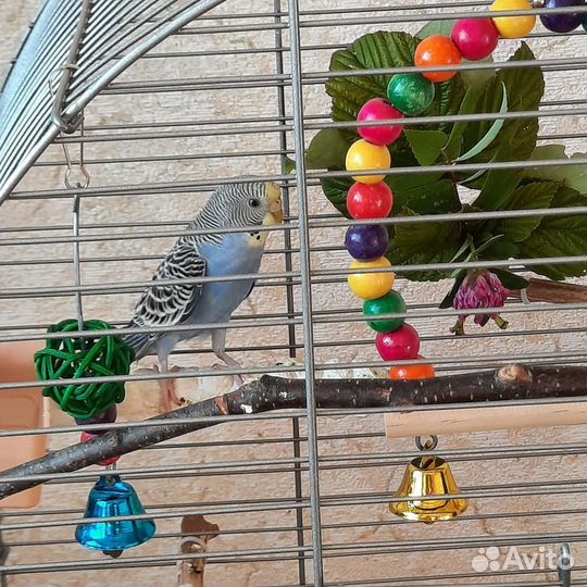 Волнистый попугай 3 мес девочка с клеткой