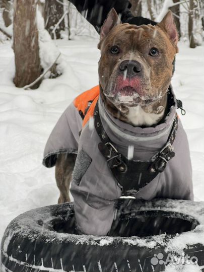 Амстафф вязка