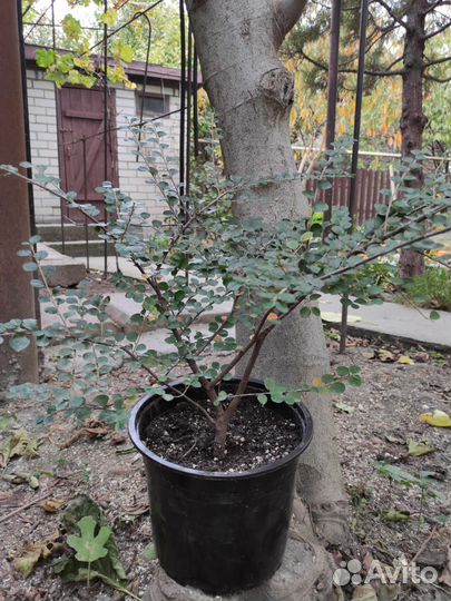 Кизильник декоративный, самшит