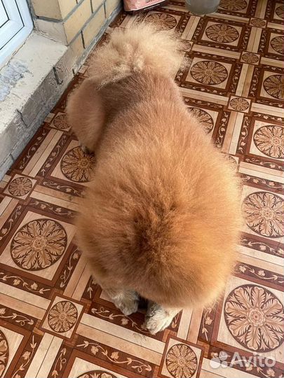 Чау чау вязка