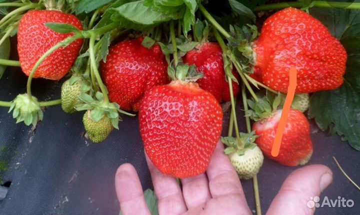 Рассада клубники