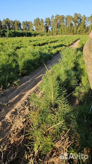 Сеянцы ели окс от производителя