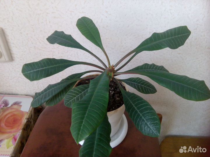 Цветок Молочай беложильчатый