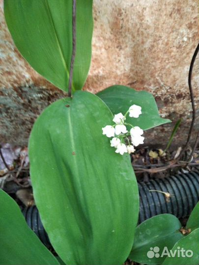 Многолетние цветы