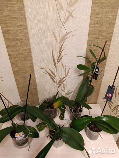 Орхидея фаленопсис