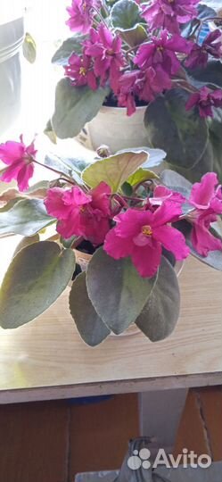 Фиалка цветущая. Панданус. Хлорофитум кудрявый