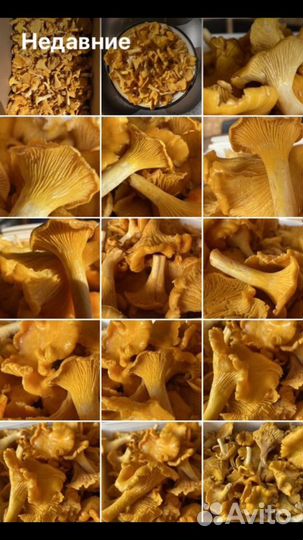 Грибы лисички
