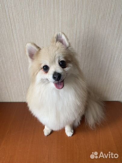 Груминг стрижка собак и котов