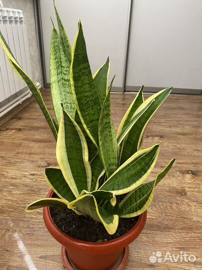 Сансевиерия карликовая