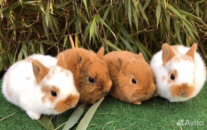 Карликовые Кролики Привитые и Приученные к Лотку