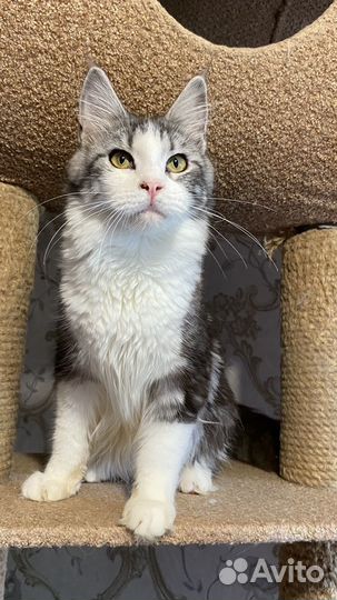 Мейн-кун девочки