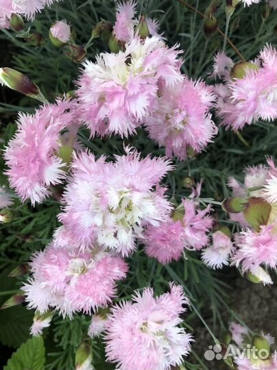 Гвоздика перистая многолетняя