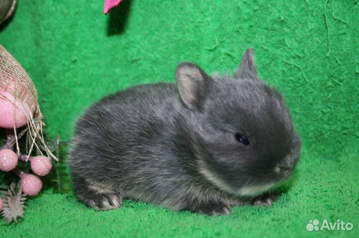 Кроли детки. Доставка по РФ