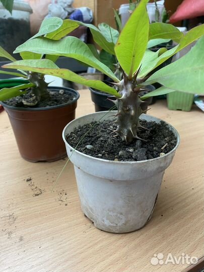 Молочай миля