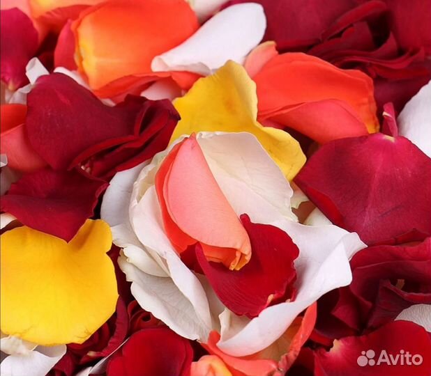 Лепестки роз Розы романтик