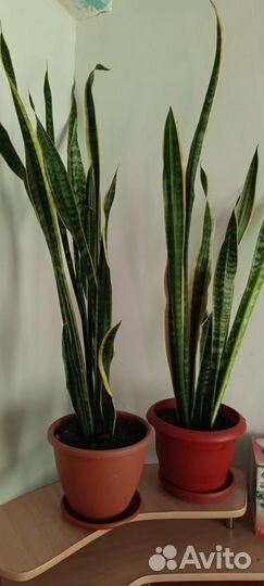 Сансевиерия сортовая
