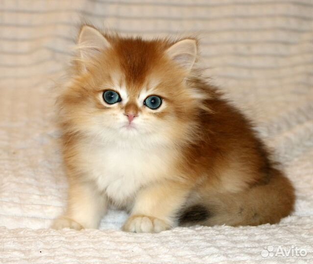 Мальчик золотая британская шиншилла