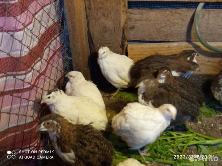 Перепелки несушки