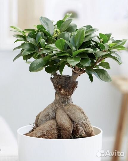 Фикус микрокарпа