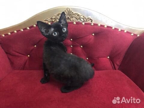 Девон рекс девочка Блэк Долл и котик Барни