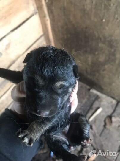 Щенки немецкой овчарки