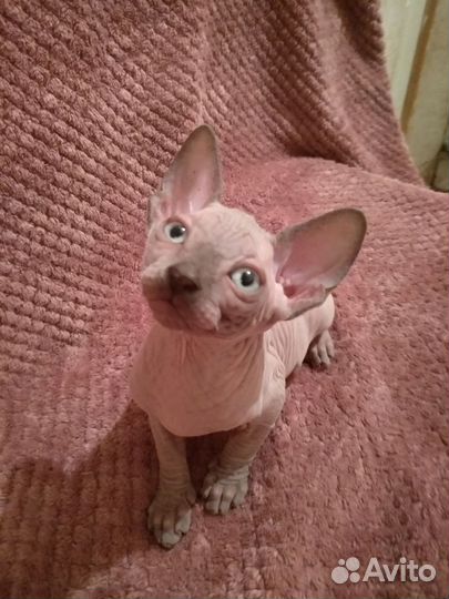 Канадский сфинкс котенок