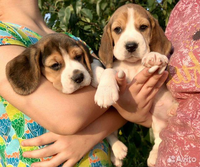 Щенки бигля