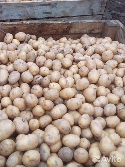 Картофель