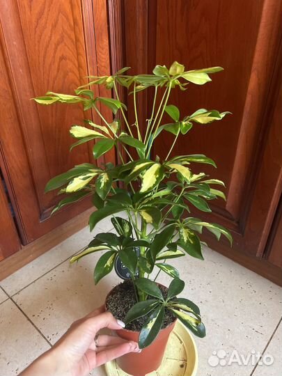 Шефлера Герда