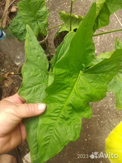 Сингониум Австралия (Syngonium SP.(t06) Australia)