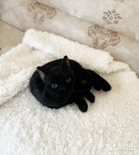 Черная кошка Луна.Реалистичная подвижная игрушка