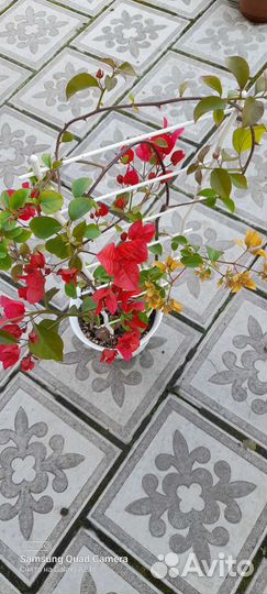 Бугенвиллия махровая