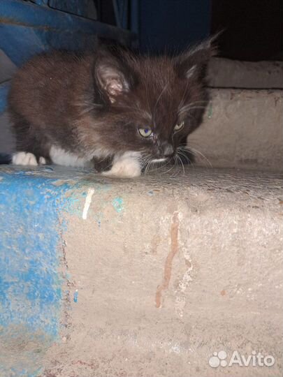 Отдам котенка