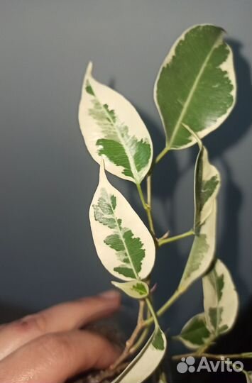 Фикус Твилайт