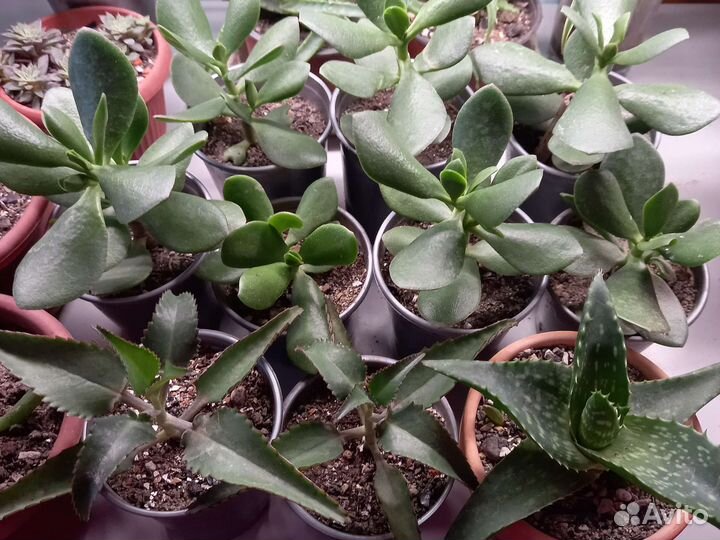 Суккуленты