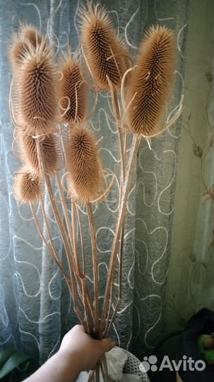 Сухоцветы.Интерьерный букет