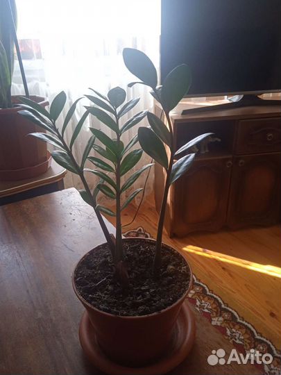 Замиокулькас